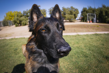 Close up of a dog in the park, Belgian Malinois