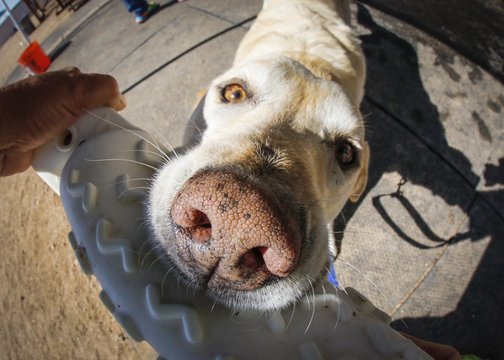 Extreme Close Up Of A Yellow Lab Dog And Toy