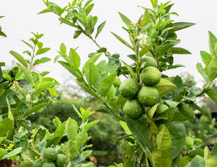 Growing Limes in cement tanks