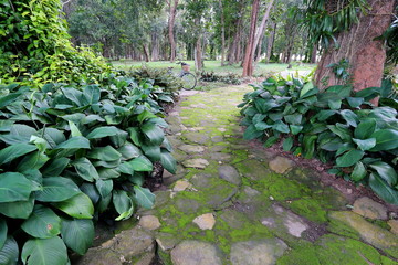 Moss in the garden