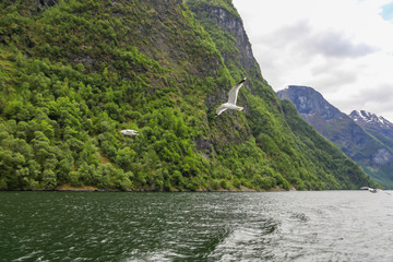 Seagulls fly over the Sognefjord, Norway