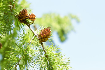 Pine tree branch in spring