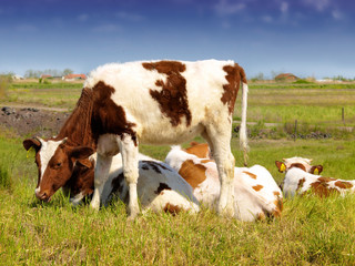 Fototapeta na wymiar The calf on a summer pasture