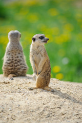 Two Meerkats on watch