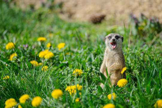 Meerkat with open mouth and stick out tongue