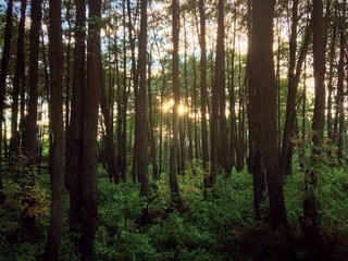 Летний день в лесу