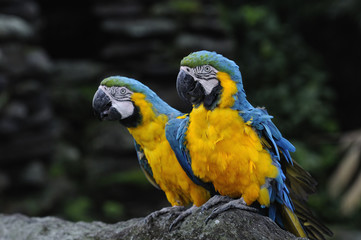 ルリコンゴウインコ