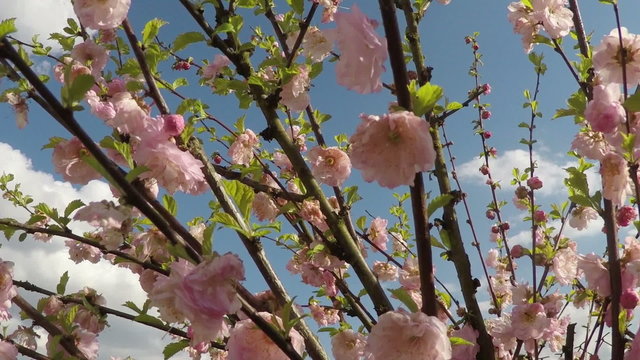 blossom pink cherry tree in wind