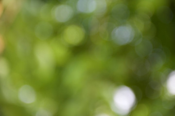 Obraz premium zielony bokeh z drzewa