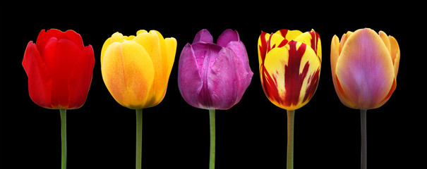 Fototapeta premium Wunderschöne Tulpen