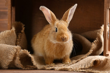 Little rabbit on wooden background