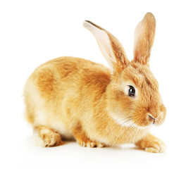 Cute rabbit, isolated on white
