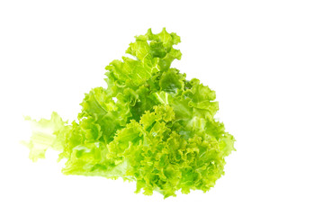 Fresh and green lettuce