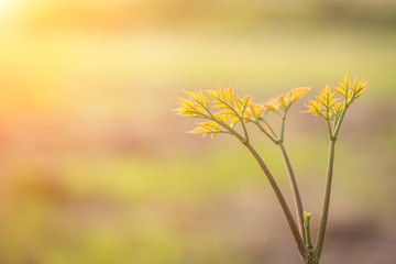 Close up young plant growing on tree stump
