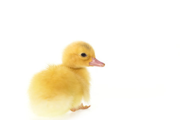 Close up small duckling isolated on  white
