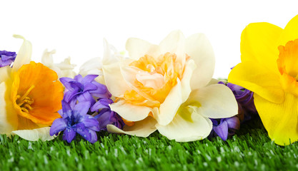 Beautiful bright flowers on green grass on light background
