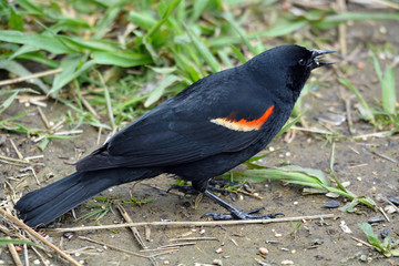 Red winged blackbird