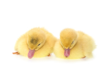 Close up small duckling isolated on  white
