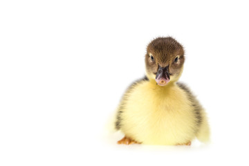 Close up small duckling isolated on  white