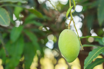 Close up green mango on tree