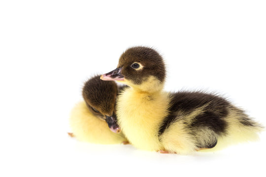 Close up small duckling isolated on  white