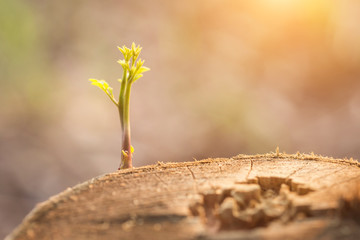 Close up young plant growing on tree stump