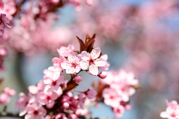 Naklejka na ściany i meble Cherry blossoms over blurred nature background, close up