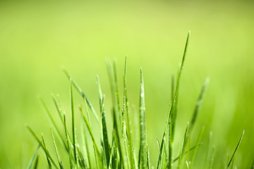 Green grass with dew on nature background, close up