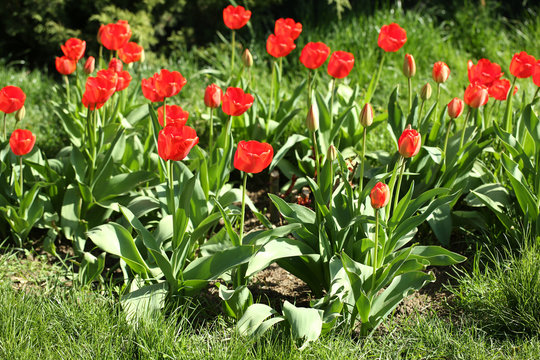 Beautiful tulips, outdoors
