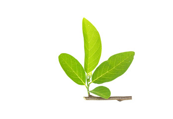 Close up tree branch with green leaf