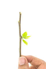 Close up hand holding young tree branch with green leaf