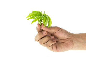 Close up hand holding young tree branch with green leaf