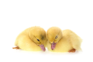 Close up small duckling isolated on  white