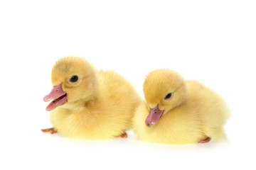 Close up small duckling isolated on  white