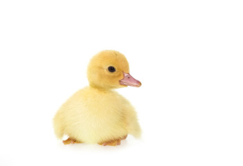 Close up small duckling isolated on  white