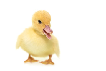 Close up small duckling isolated on  white
