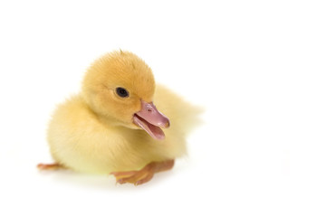 Close up small duckling isolated on  white