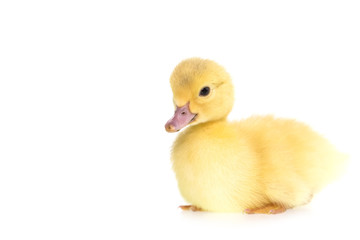 Close up small duckling isolated on  white