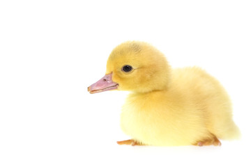 Close up small duckling isolated on  white