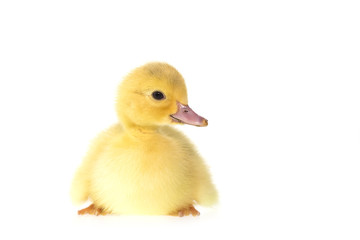 Close up small duckling isolated on  white