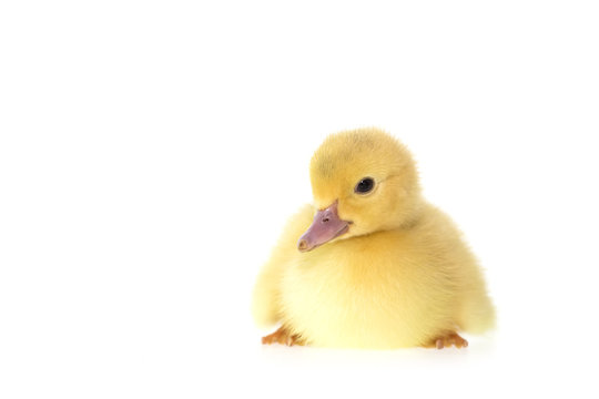 Close up small duckling isolated on  white