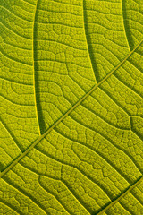 Macro texture of tree leaf for backgound