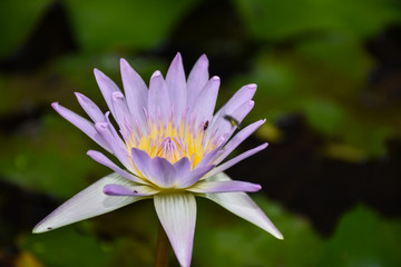 beautiful pink waterlily or lotus flower in pond