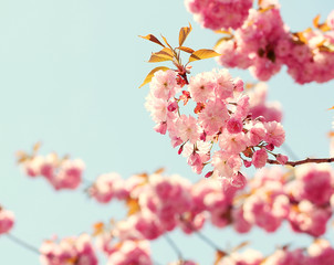 Cherry blossom in springtime, beautiful pink flowers. Sakura