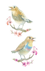 Watercolor birds. Nightingale on a branch with flowers. - 82716042