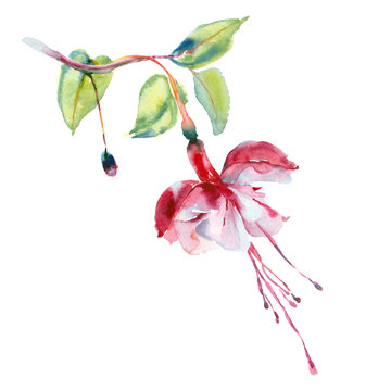 Watercolor flower. Red fuchsia.