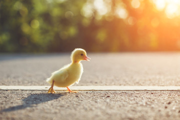 Close up small duckling on the asphalt road