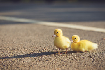 Close up small duckling on the asphalt road