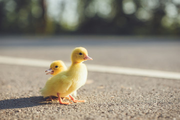 Close up small duckling on the asphalt road