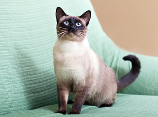 cat sitting on couch